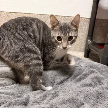 Ballad -  Domestic Short Hair Cat for Adoption in Detroit Lakes, Minnesota - Ballad | PetCurious