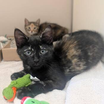 Chocolate Chip -  Domestic Short Hair Cat for Adoption in Burlington, Ontario - Chocolate Chip | PetCurious
