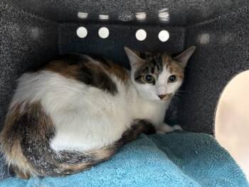 Irene -  Domestic Short Hair Cat for Adoption in New York, New York - Irene | PetCurious