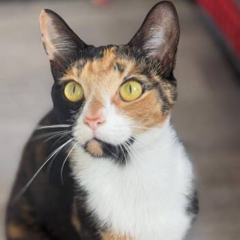 Sasha -  Domestic Short Hair Cat for Adoption in Ridgely, Maryland - Sasha | PetCurious