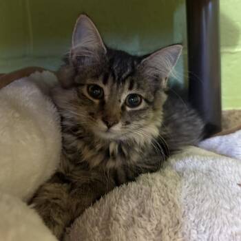 Earth -  Domestic Long Hair Cat for Adoption in Council Bluffs, Iowa - Earth | PetCurious