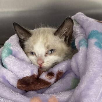 Witwicky -  Domestic Short Hair Cat for Adoption in Spring Hill, Kansas - Witwicky | PetCurious