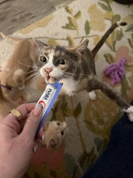 Domestic Short Hair Cats Available for Adoption in Dallas, Texas - Queen Mesquite 0120 | PetCurious