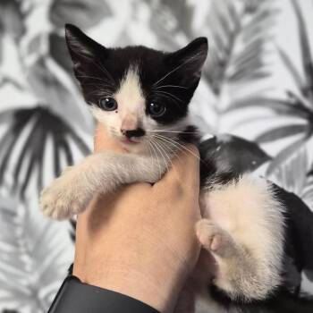 Domestic Short Hair Cats Available for Adoption in Wahiawa, Hawaii - Penguin | PetCurious