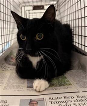 A2480197 -  Domestic Short Hair Cat for Adoption in Fort Lauderdale, Florida - A2480197 | PetCurious