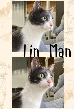 Rescue Domestic Short Hair Cats for Adoption in Pierceton, Indiana - Tin Man | PetCurious