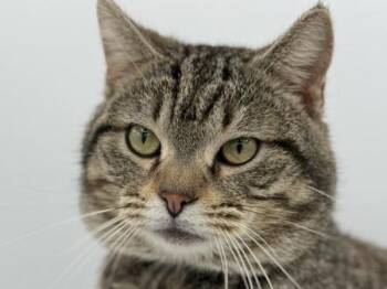 Domestic Short Hair Cats Available for Adoption in Portland, Oregon - Herwin | PetCurious
