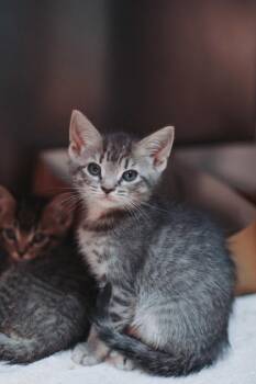 93980a Oatmilk-PetSMart Mt. Pleasant -  Domestic Short Hair Cat for Adoption in North Charleston, South Carolina - 93980a Oatmilk-PetSMart Mt. Pleasant | PetCurious