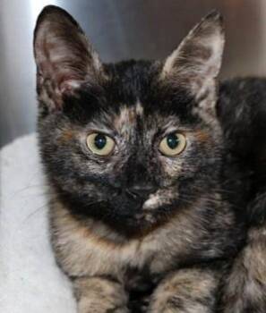 Twiggy -  Domestic Short Hair and Tortoiseshell Cat for Adoption in Kennesaw, Georgia - Twiggy | PetCurious