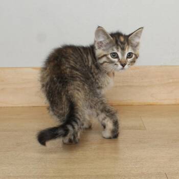 Dotty C68928 -  Domestic Short Hair Cat for Adoption in Minnetonka, Minnesota - Dotty C68928 | PetCurious