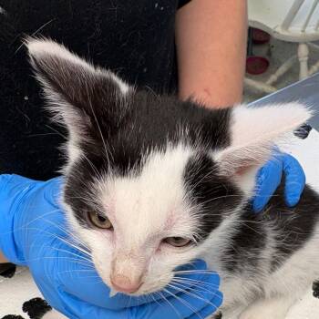Penguin -  Domestic Short Hair Cat for Adoption in Mt. Juliet, Tennessee - Penguin | PetCurious