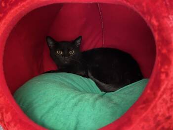 Domestic Short Hair Cats Available for Adoption in Kent, Washington - OKOYE | PetCurious