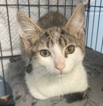 Rescue Domestic Short Hair Cats for Adoption in Columbia City, Indiana - Pete | PetCurious