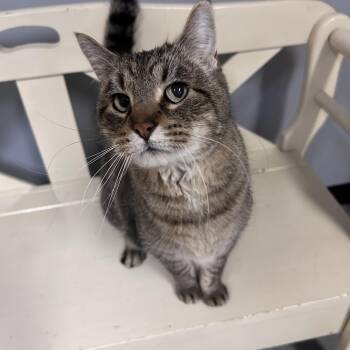 Sid -  Domestic Short Hair Cat Available for Adoption in Chisholm, Minnesota - Sid | PetCurious