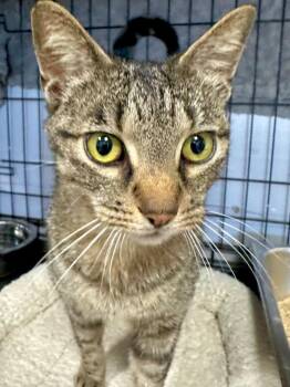 Domestic Short Hair Cats Available for Adoption - Margo | PetCurious