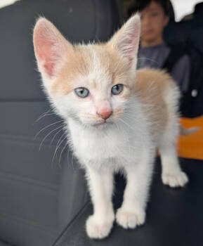 Rescue Domestic Medium Hair Cats for Adoption in Brooklyn Center, Minnesota - Felix BONDED With Cookies N Cream | PetCurious