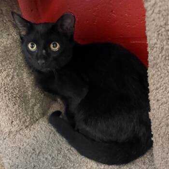 Little Kitty -  Domestic Short Hair Cat for Adoption in Sarasota, Florida - Little Kitty | PetCurious
