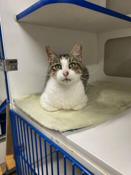 Ace -  Domestic Short Hair Cat for Adoption in Springfield, Tennessee - Ace | PetCurious