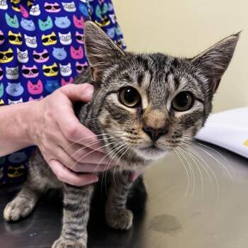 Frosty(Bonded w/ Baked Beans) -  Domestic Short Hair Cat for Adoption in Wilmington, Delaware - Frosty(Bonded W/ Baked Beans) | PetCurious