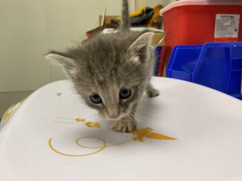 GLITTER -  Domestic Short Hair Cat for Adoption in Ontario, California - GLITTER | PetCurious