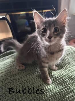 Bubbles -  Domestic Short Hair Cat for Adoption in Maple Shade, New Jersey - Bubbles | PetCurious