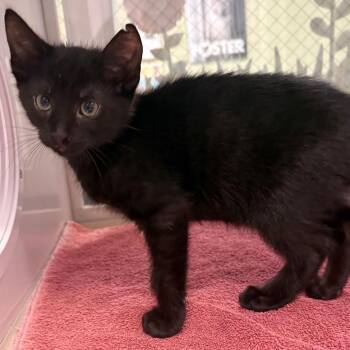 Domestic Short Hair Cats Available for Adoption in East Hanover, New Jersey - Noodle | PetCurious