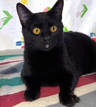 Domestic Short Hair Cats Available for Adoption - Morticia | PetCurious