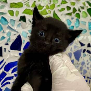 RAISEL -  Domestic Short Hair Cat for Adoption in Pensacola, Florida - RAISEL | PetCurious