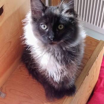 Domestic Medium Hair Cats Available for Adoption - Tiana C11229 | PetCurious