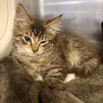 Sally -  Domestic Long Hair Cat for Adoption in Spokane, Washington - Sally | PetCurious