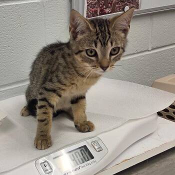 Clank -  Domestic Short Hair Cat for Adoption in Chattanooga, Tennessee - Clank | PetCurious