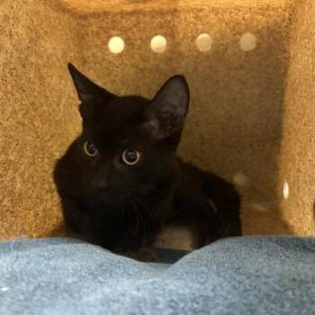 Candy -  Domestic Short Hair Cat for Adoption in Pasadena, California - Candy | PetCurious
