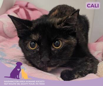 Rescue Domestic Short Hair Cats for Adoption in Eighty Four, Pennsylvania - Cali | PetCurious