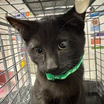 Domestic Short Hair Cats Available for Adoption - Patrick | PetCurious