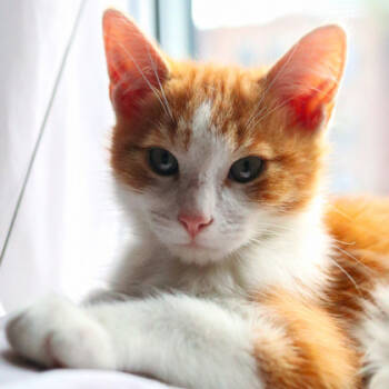 Rescue Domestic Medium Hair Cats for Adoption in Montreal, Quebec - Caramel (Mimosa/Collier Vert) | PetCurious