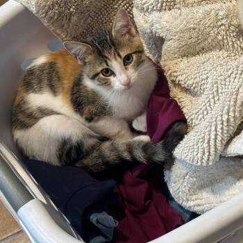 Calypso -  Domestic Short Hair Cat for Adoption in Bulverde, Texas - Calypso | PetCurious