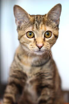 Rescue Domestic Short Hair Cats for Adoption in Toledo, Ohio - Nessie | PetCurious