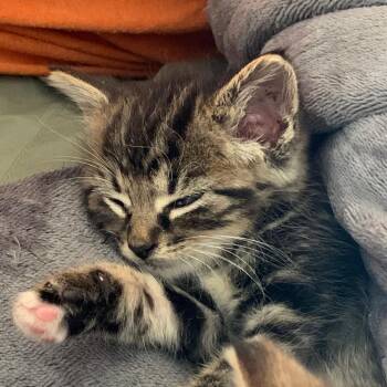 Brandywine - Located in Manchester, MD -  Domestic Short Hair Cat for Adoption - Brandywine - Located In Manchester, MD | PetCurious