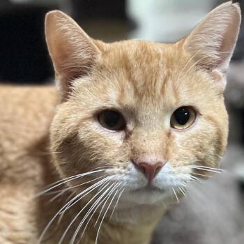 Domestic Short Hair Cats Available for Adoption in Folsom, Louisiana - Big Mac | PetCurious