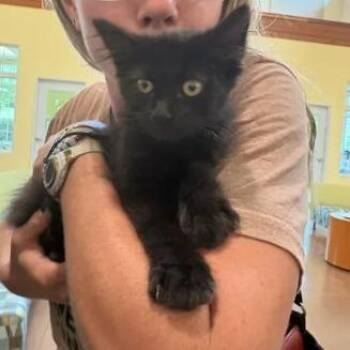 Sharpie -  Domestic Medium Hair Cat for Adoption in Lynchburg, Virginia - Sharpie | PetCurious