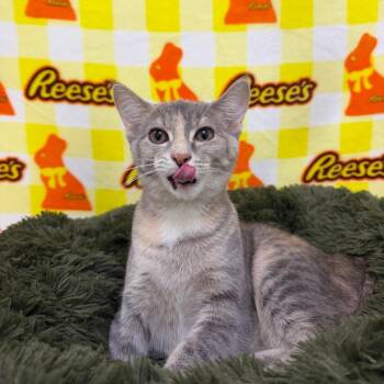 Mochi -  Domestic Short Hair Cat for Adoption in Riverwoods, Illinois - Mochi | PetCurious