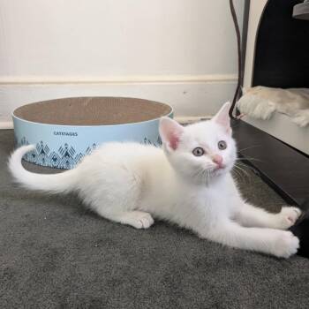 Domestic Short Hair Cats Available for Adoption in Johnson City, Tennessee - Annabelle | PetCurious