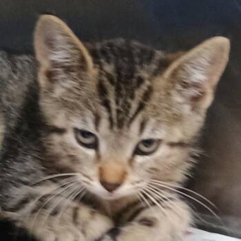 Ripple -  Domestic Short Hair Cat for Adoption in Palestine, Texas - Ripple | PetCurious
