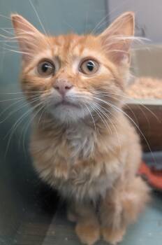 Jeffery -  Domestic Medium Hair Cat for Adoption in Suffolk, Virginia - Jeffery | PetCurious