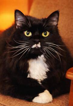 Maine Coon and Tuxedo Cats Available for Adoption - Wookie | PetCurious