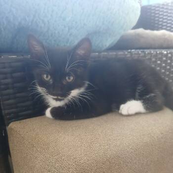 Rescue Domestic Short Hair Cats for Adoption in Port Richey, Florida - Jamie Lee Curtis | PetCurious