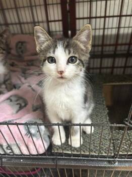 ZIGGY -  Domestic Short Hair Cat for Adoption in Tallahassee, Florida - ZIGGY | PetCurious