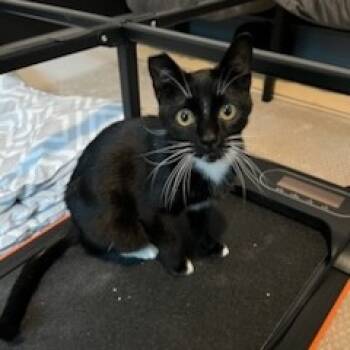 Rescue Domestic Short Hair Cats for Adoption in Los Angeles, California - Chuck | PetCurious