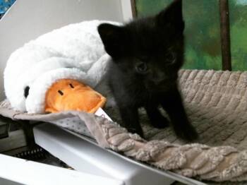 TIMMY -  Domestic Short Hair Cat for Adoption in Houston, Texas - TIMMY | PetCurious