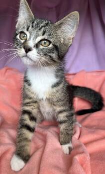 Niko -  Tabby Cat Available for Adoption in Hood River, Oregon - Niko | PetCurious